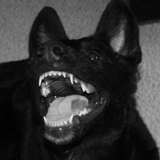 axe_pup from onlyfans